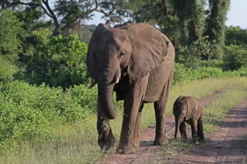African bush elephants - Wikimedia Commons 