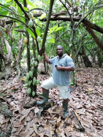 Cocoa agroforestry. Anyima community, Bono East Region, Ghana (photo by Daniel Kofi Abu)-ISTF 